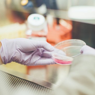 Gloved hands holding a petri dish containing liquid